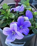 Pop Star Blue Balloon Flower thumbnail 6