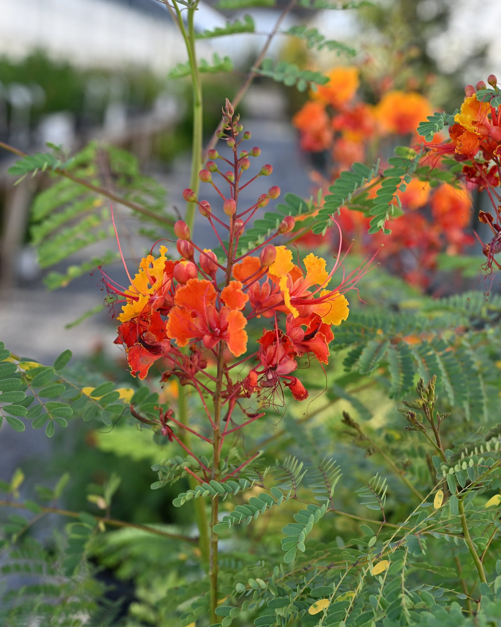 Pride of Barbados - Main Image