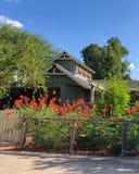 Pride of Barbados thumbnail 3