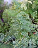 Pride of Barbados thumbnail 4