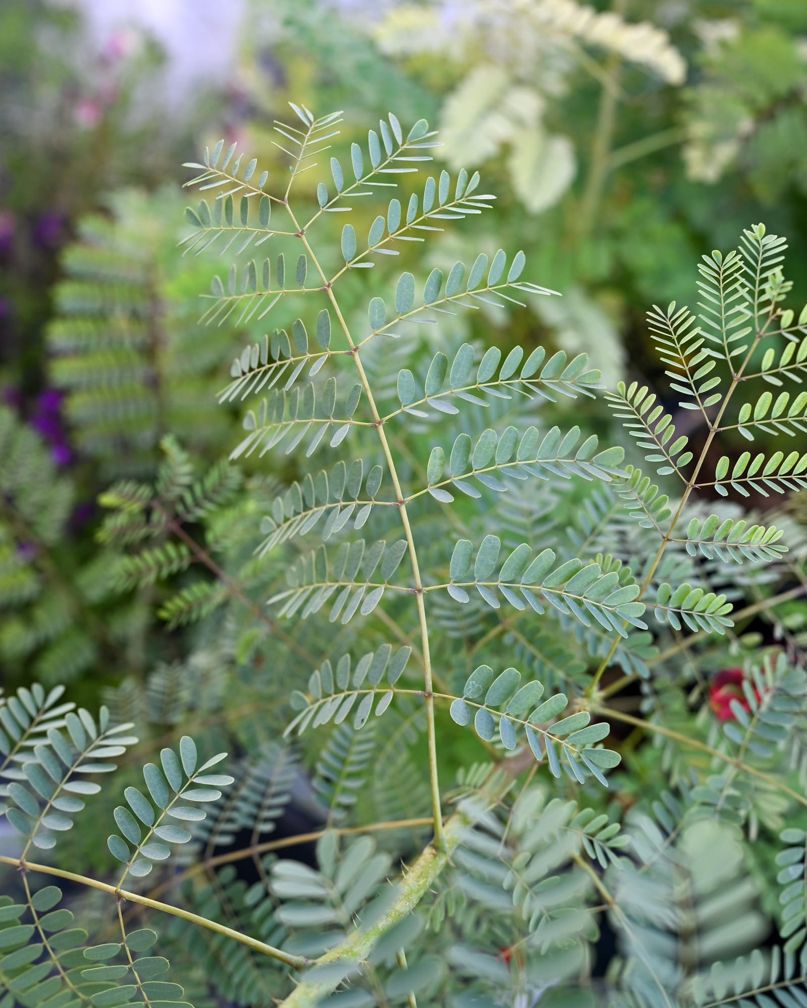 Pride of Barbados - view 3