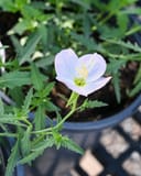 Siskiyou Evening Primrose thumbnail 1