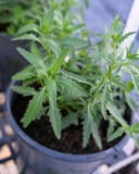 Siskiyou Evening Primrose thumbnail 2