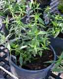 Siskiyou Evening Primrose thumbnail 3