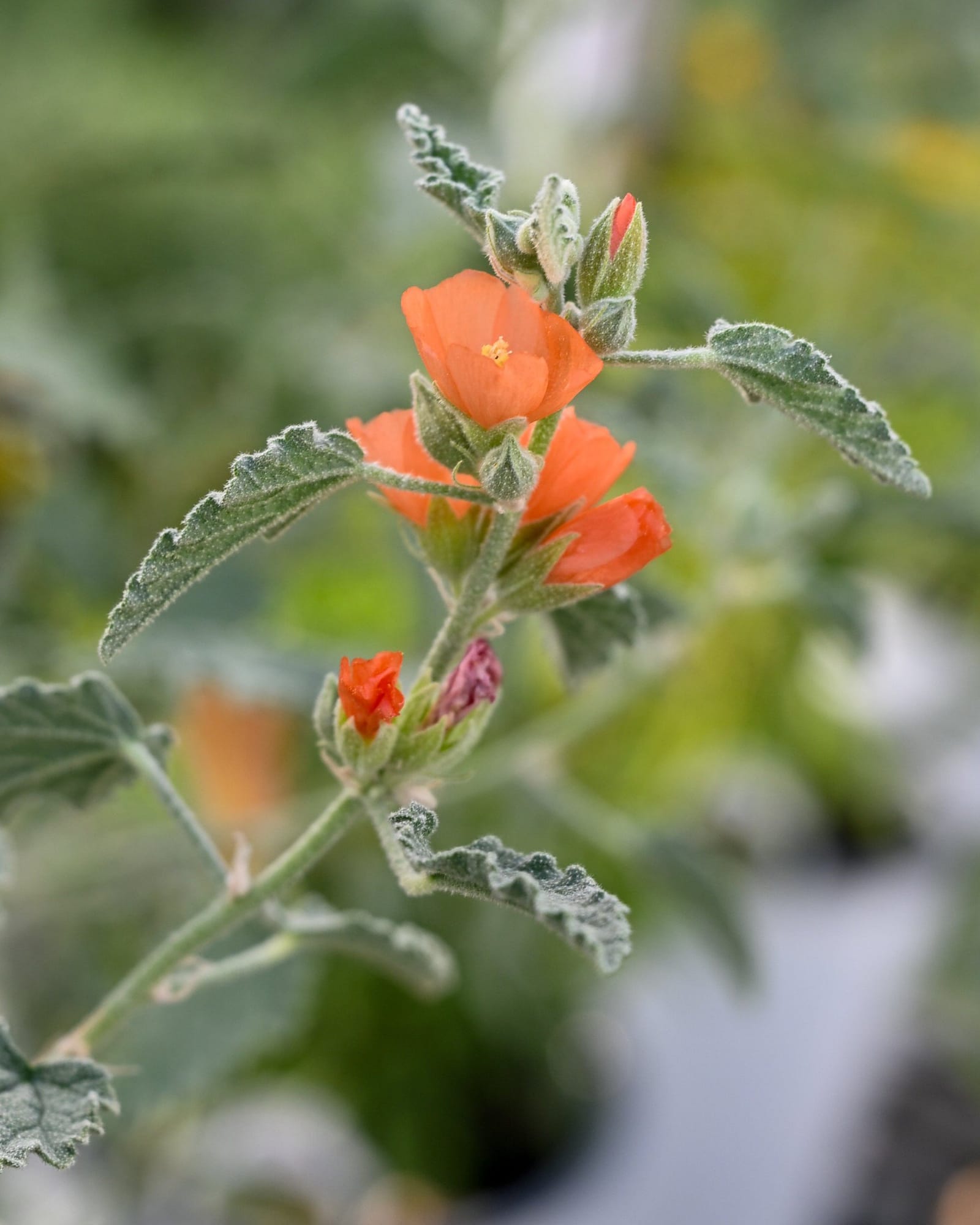 Desert Globemallow - Main Image