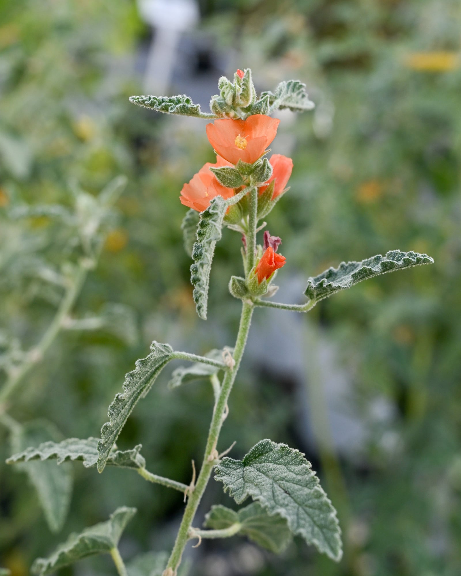 Desert Globemallow - Image 1
