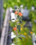 Desert Globemallow thumbnail 3