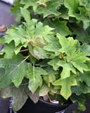Oakleaf Hydrangea Munchkin thumbnail 1