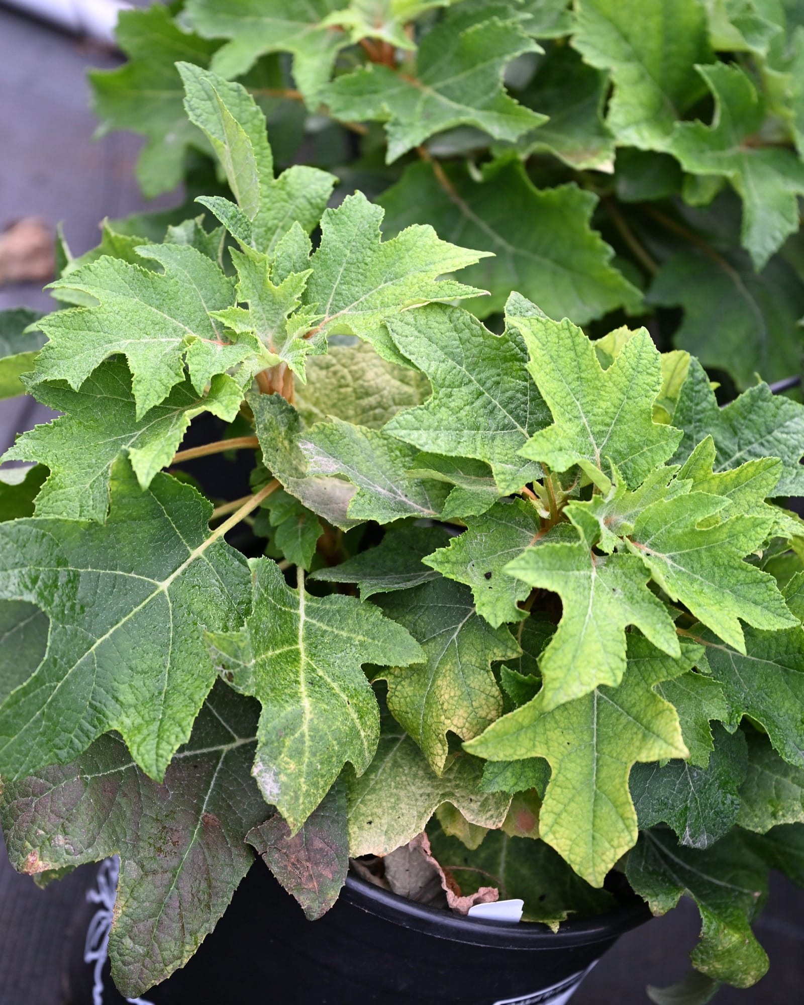 Oakleaf Hydrangea Munchkin - Main Image