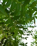 Stuart Pecan thumbnail 5