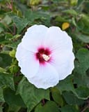 Head over Heels Dream Hibiscus thumbnail 2
