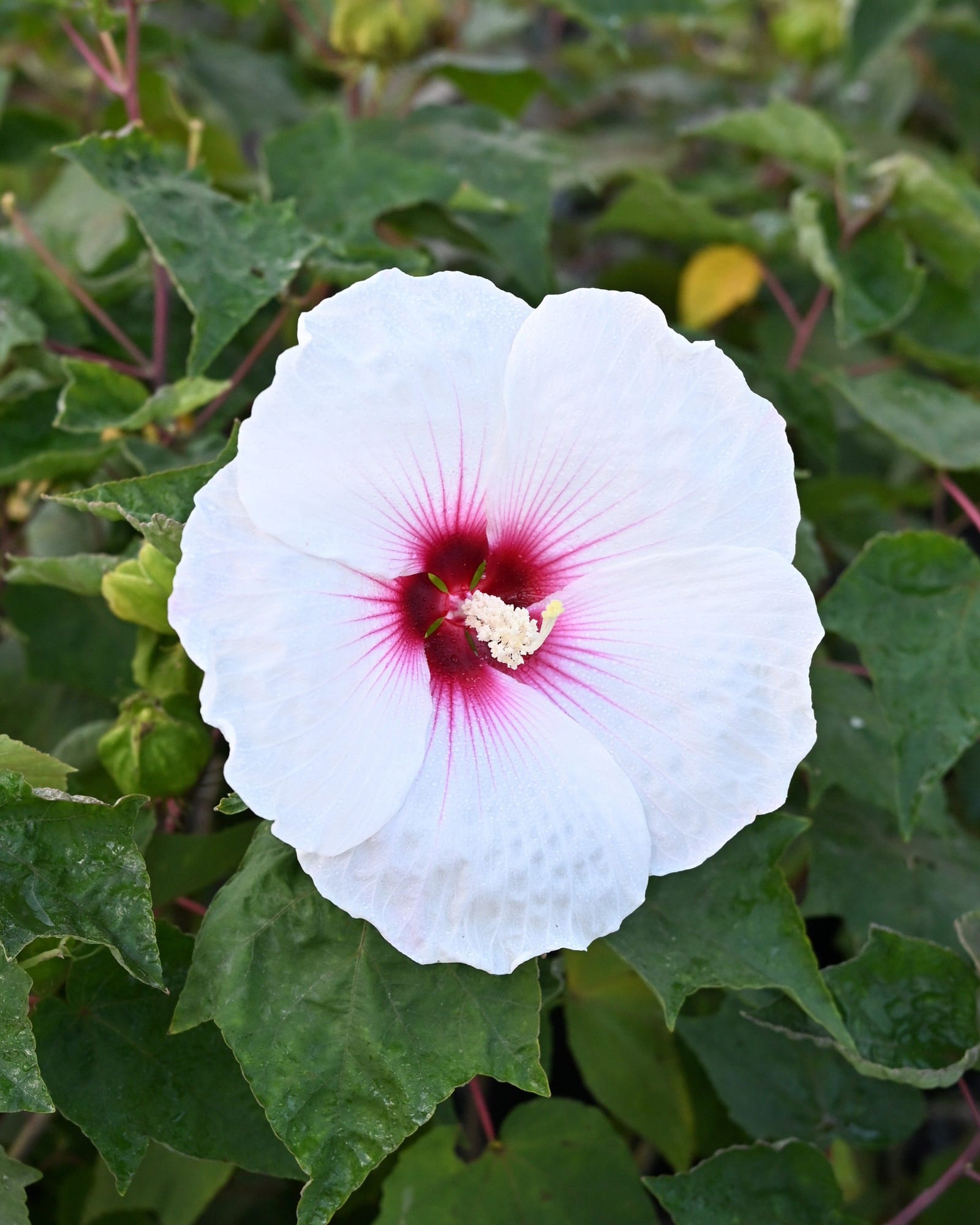 Head over Heels Dream Hibiscus - view 4