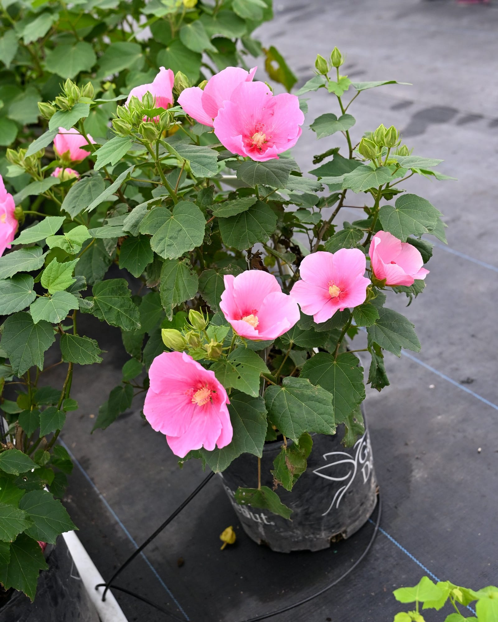 Big Hit Pink Hardy Hibiscus - view 5