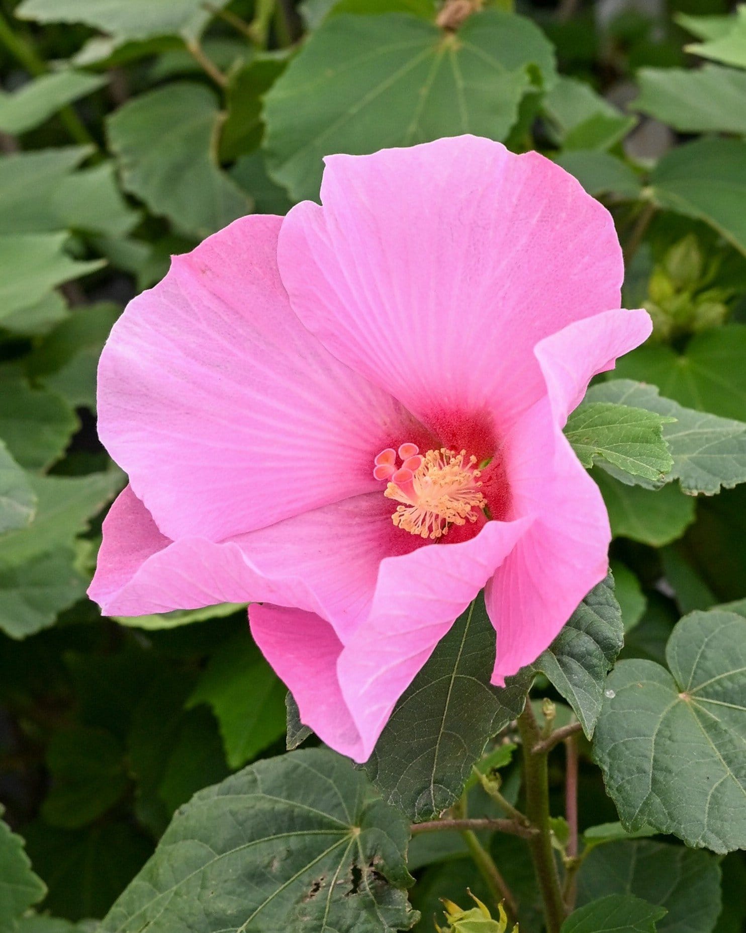 Big Hit Pink Hardy Hibiscus