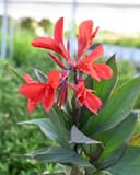 Cannova Bronze Orange Canna thumbnail 1