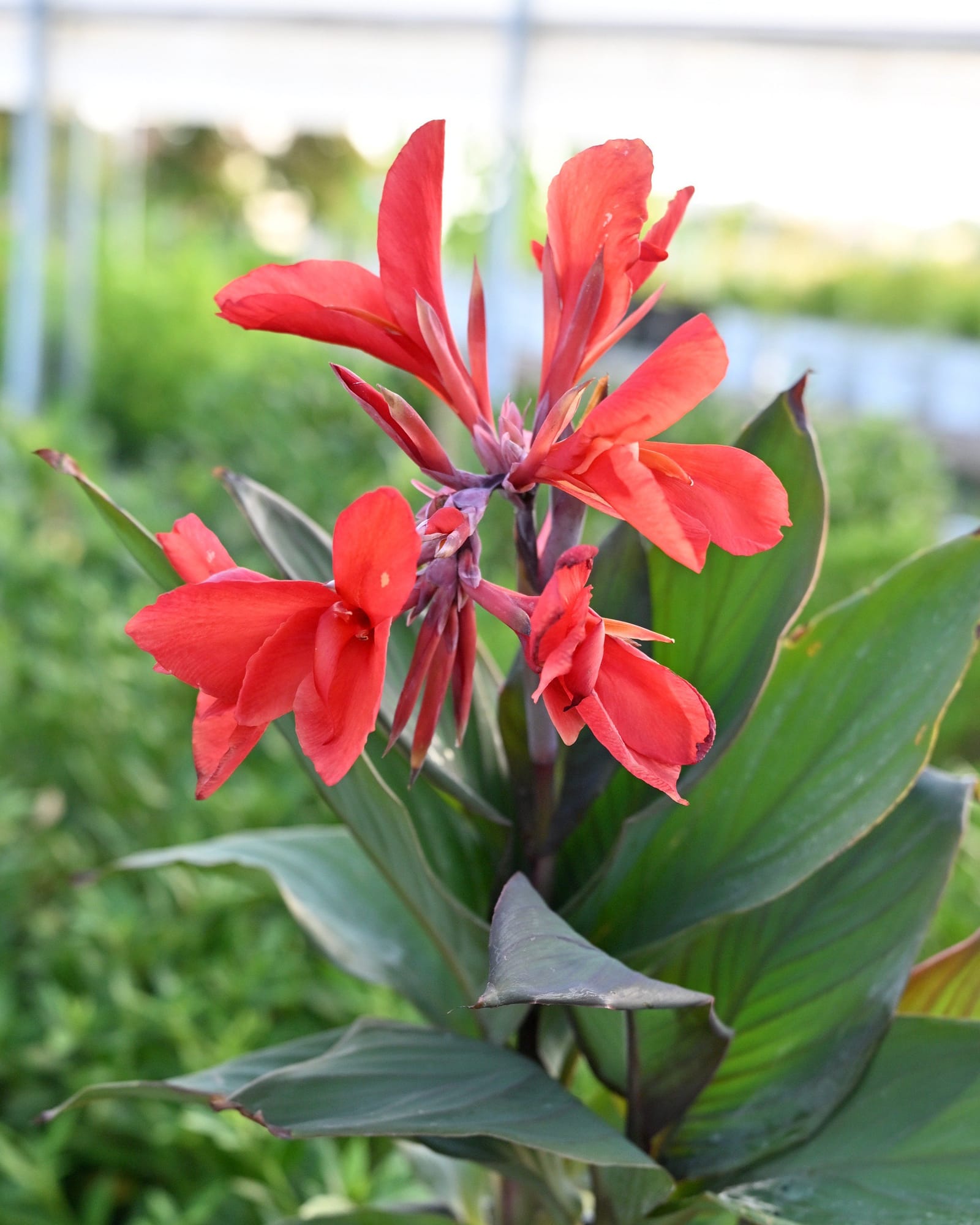 Cannova Bronze Orange Canna