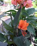 Cannova Bronze Orange Canna thumbnail 2