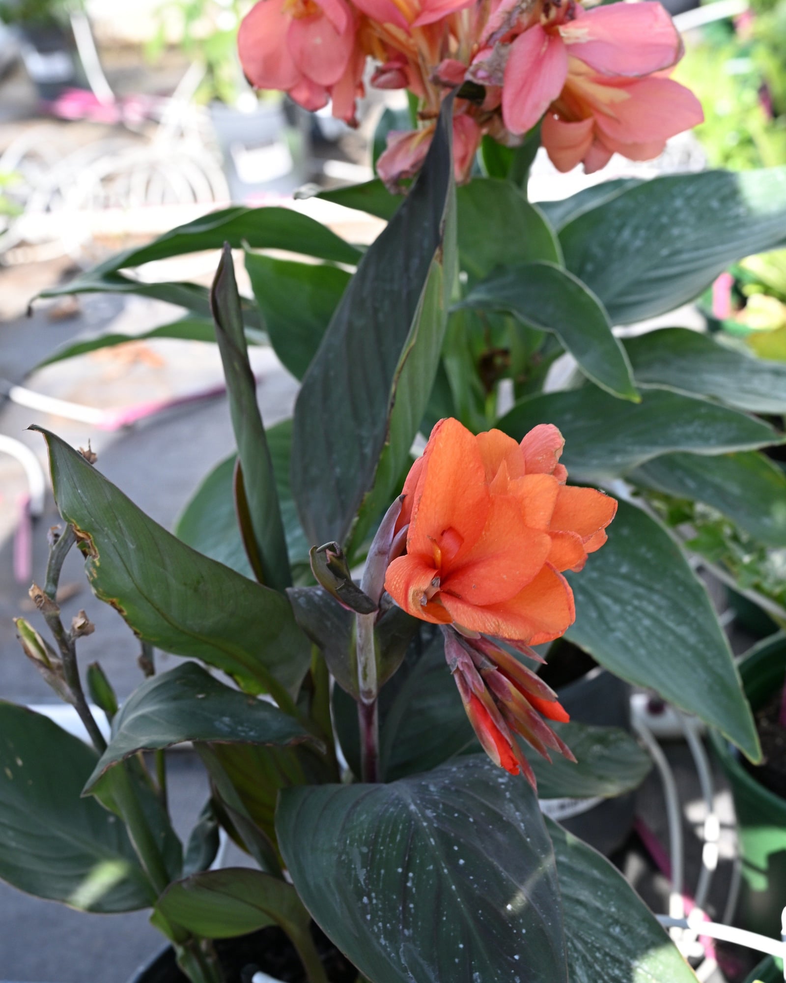 Cannova Bronze Orange Canna - Image 1