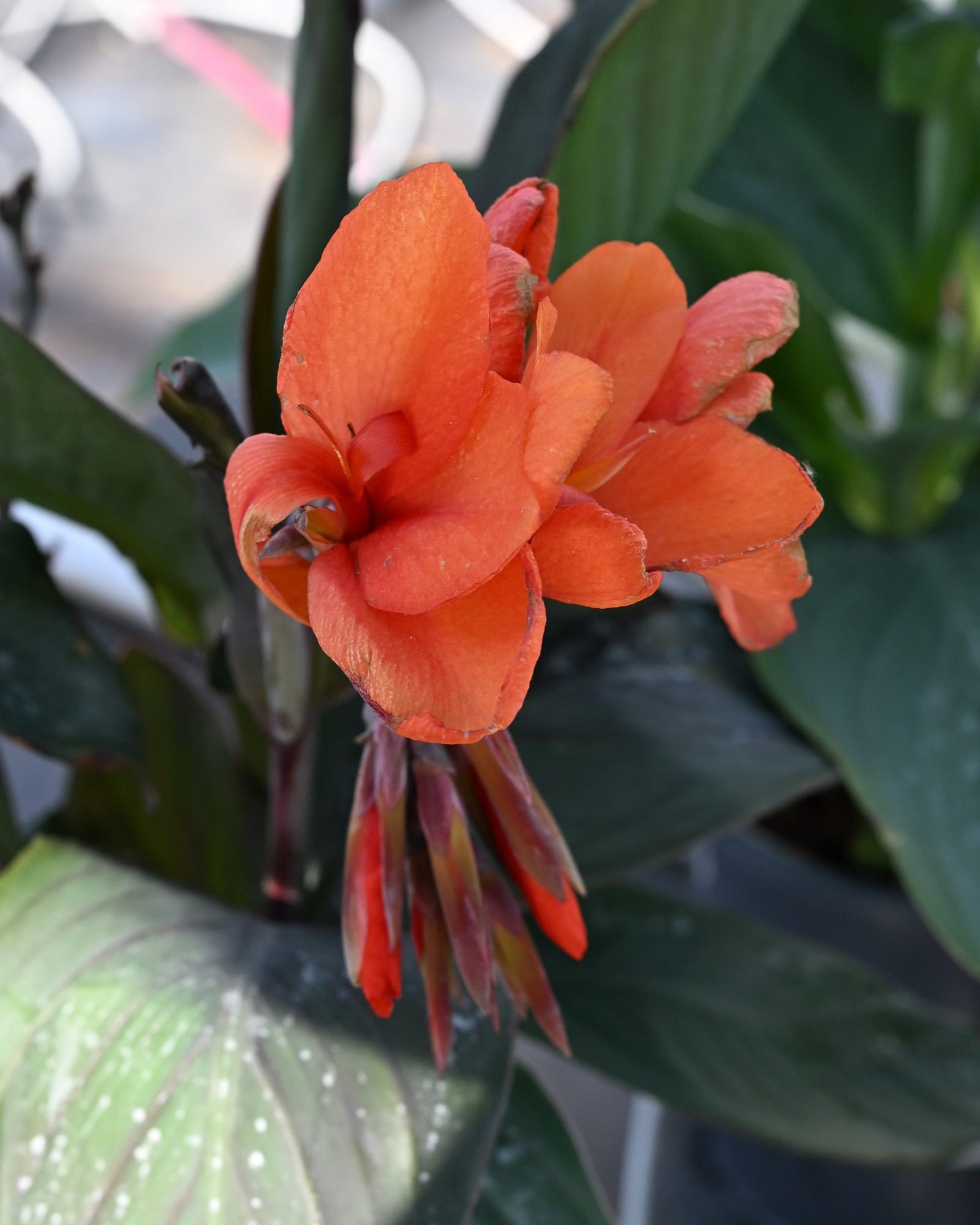 Cannova Bronze Orange Canna - view 5