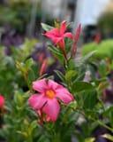 Bella Pink Dipladenia thumbnail 1
