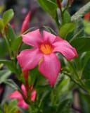 Bella Pink Dipladenia thumbnail 3