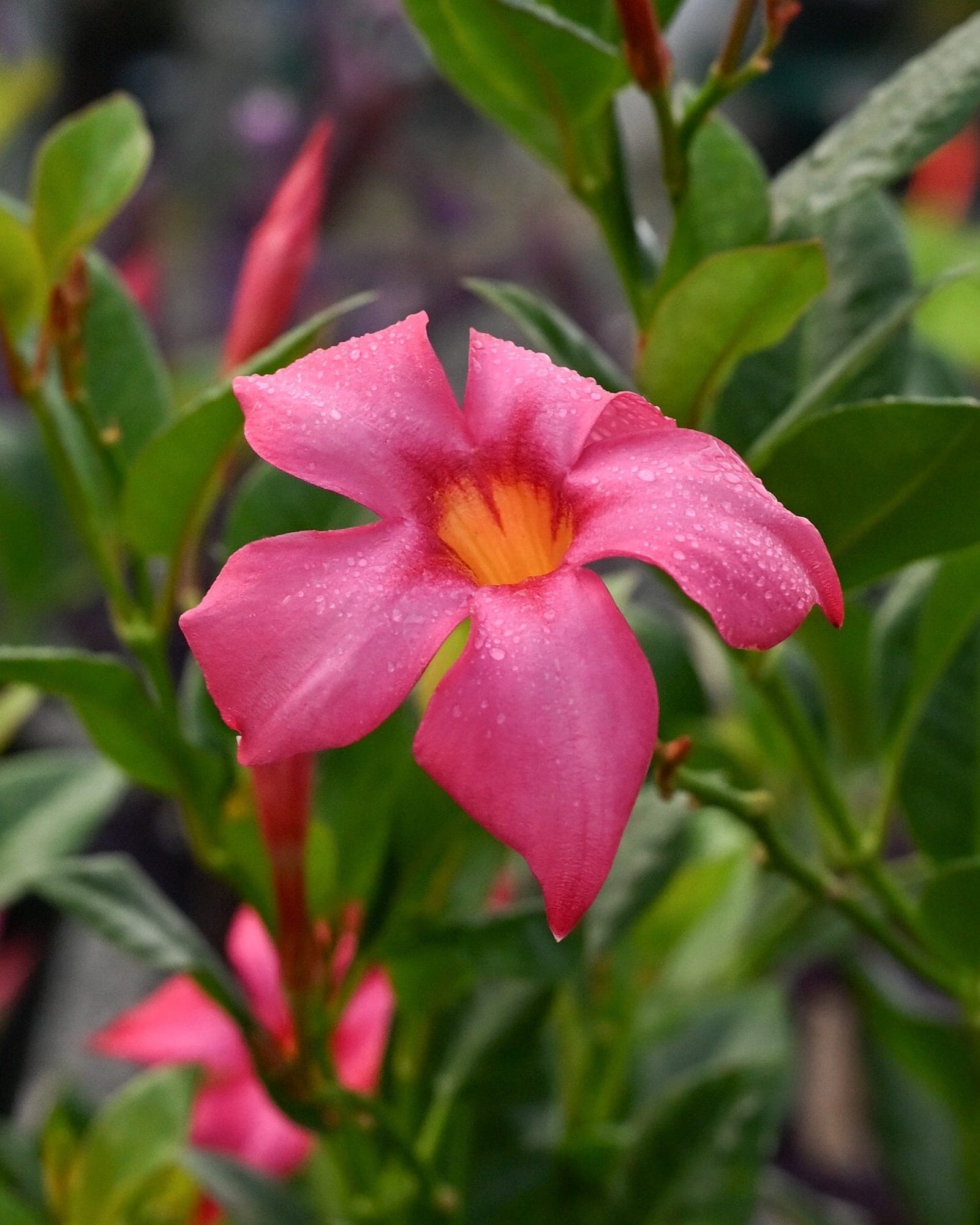 Bella Pink Dipladenia - view 3