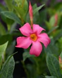 Bella Pink Dipladenia thumbnail 4