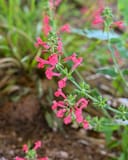 Cedar Sage Salvia thumbnail 1