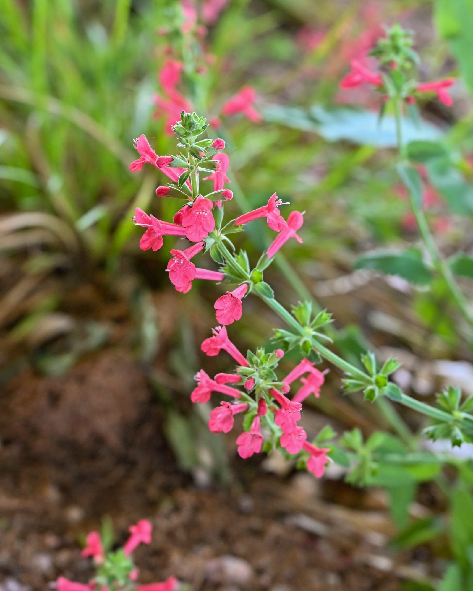 Cedar Sage Salvia