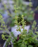 Cedar Sage Salvia thumbnail 4