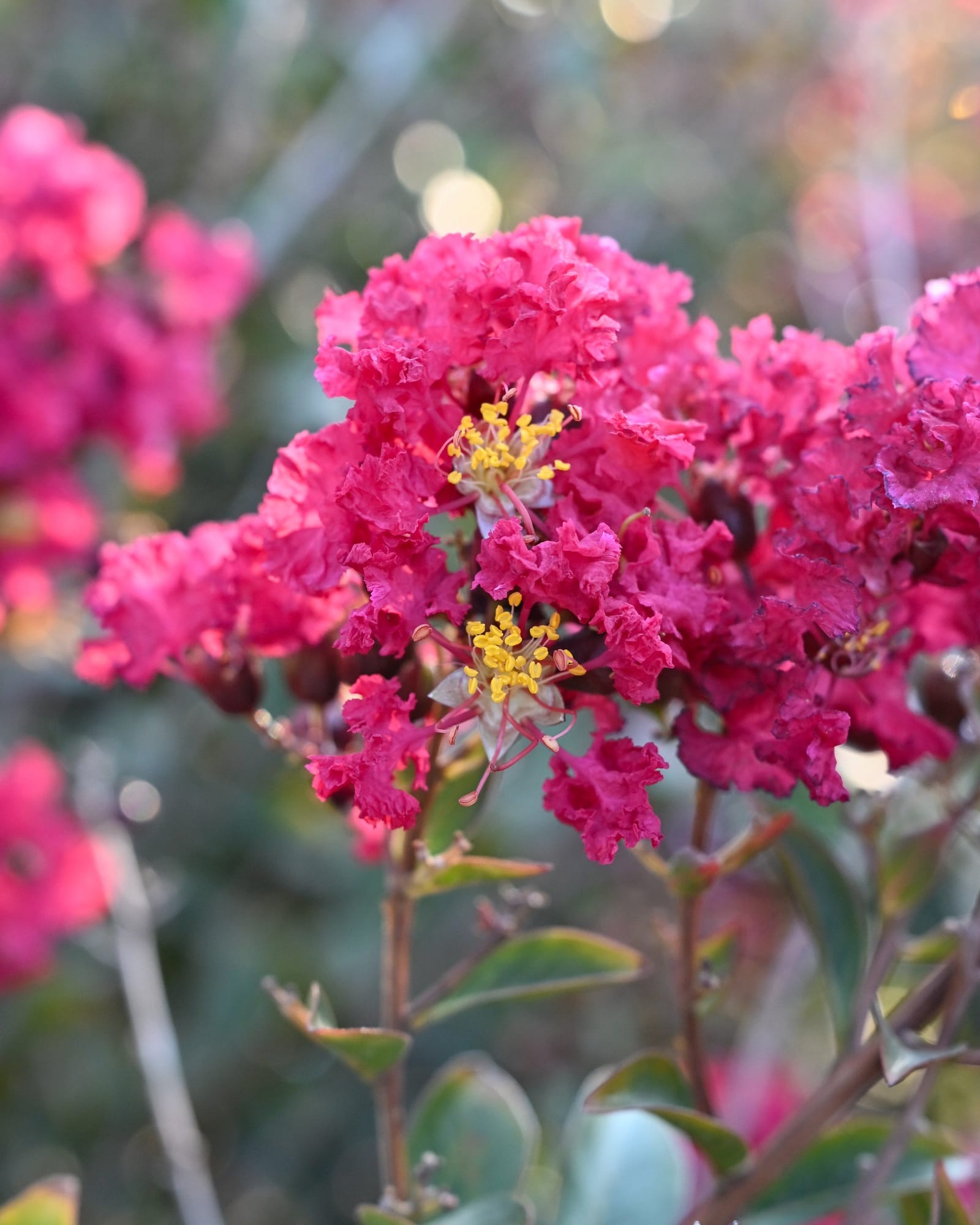 Double Feature Crape Myrtle