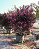 Ebony Pink Crape Myrtle thumbnail 5