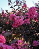 Ebony Pink Crape Myrtle thumbnail 3
