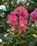 Tuscarora Crape Myrtle thumbnail 1