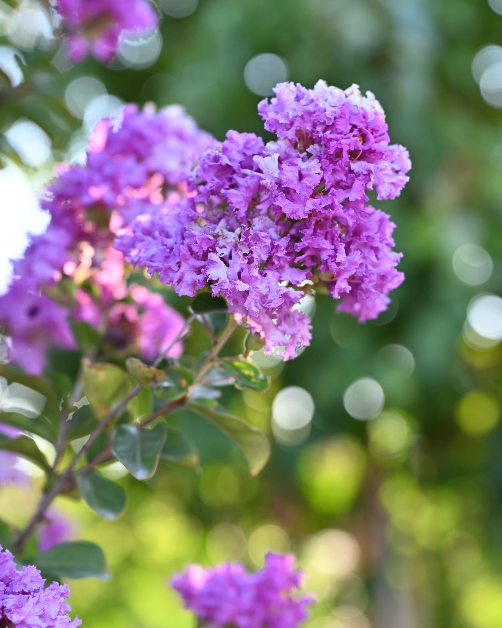 Autauga Crape Myrtle - view 5