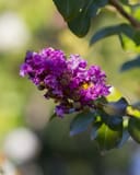 Twilight Crape Myrtle thumbnail 2