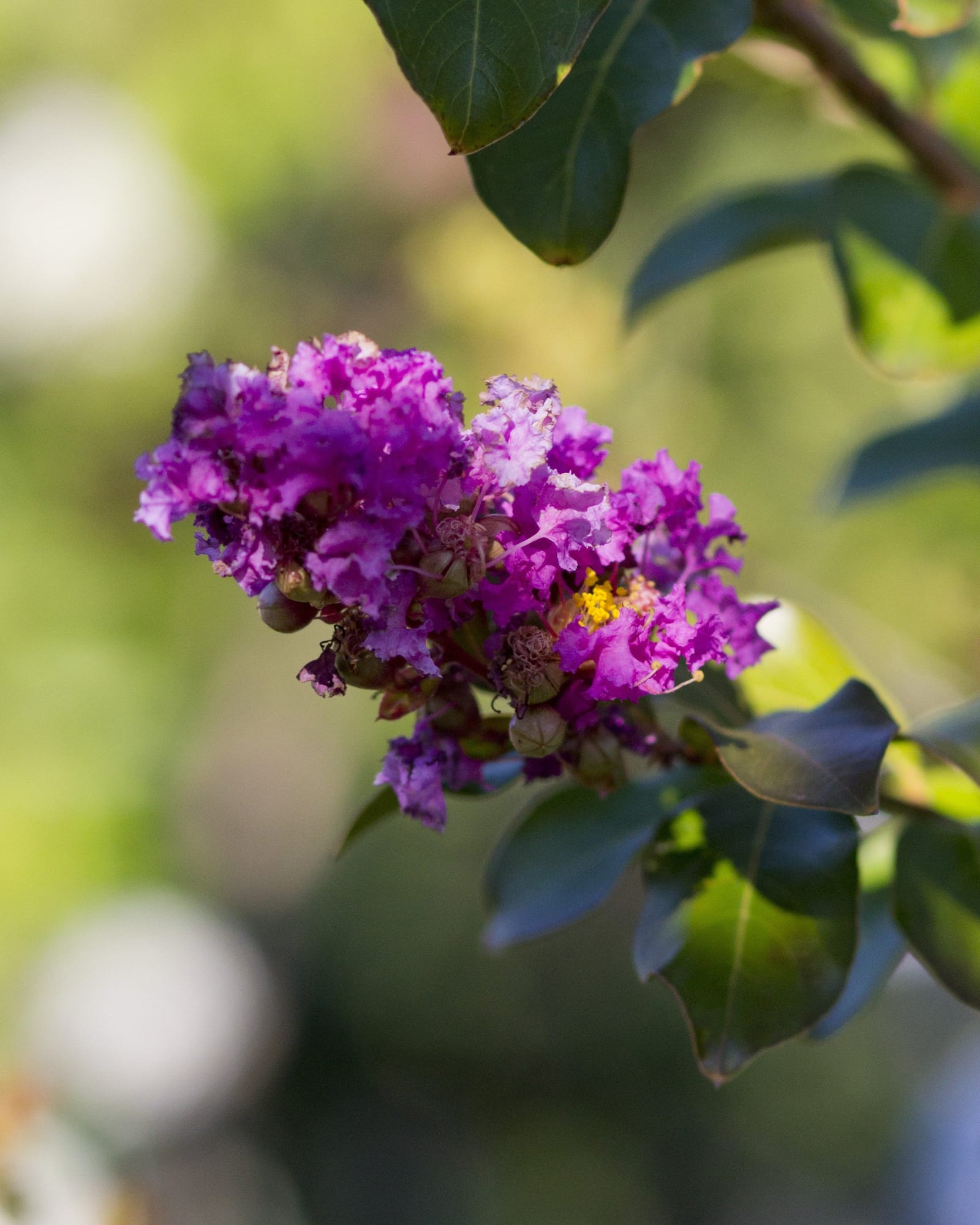 Twilight Crape Myrtle - view 2