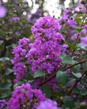 Twilight Crape Myrtle thumbnail 1