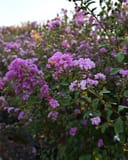 Twilight Crape Myrtle thumbnail 3