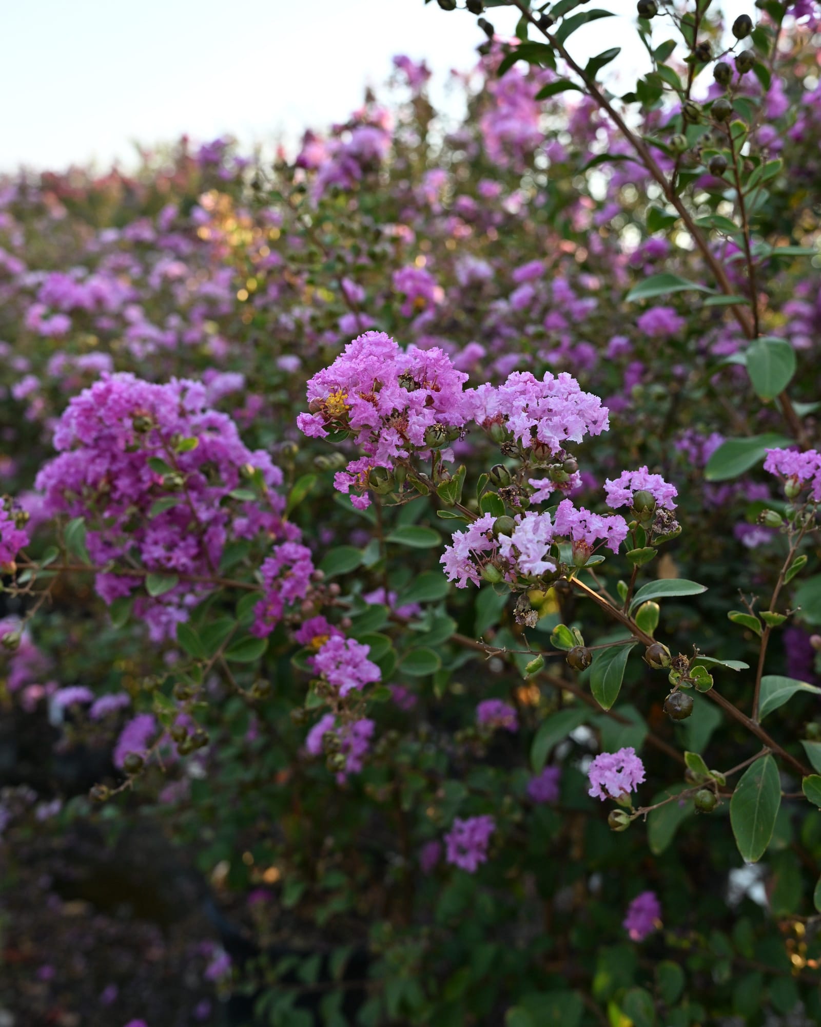 Twilight Crape Myrtle - view 3