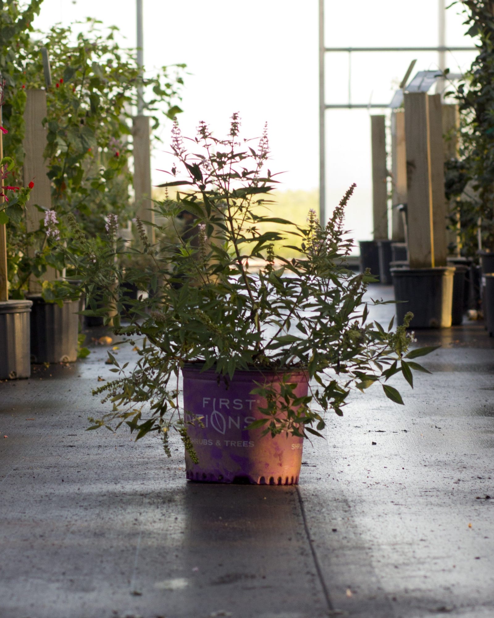 Vitex Galactic Pink - view 2