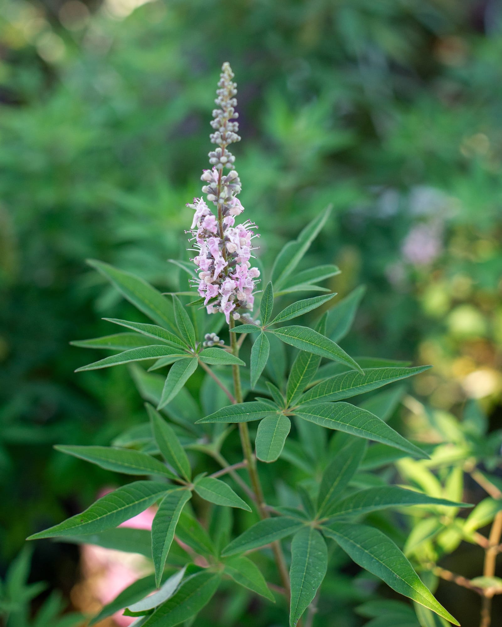 Vitex Galactic Pink