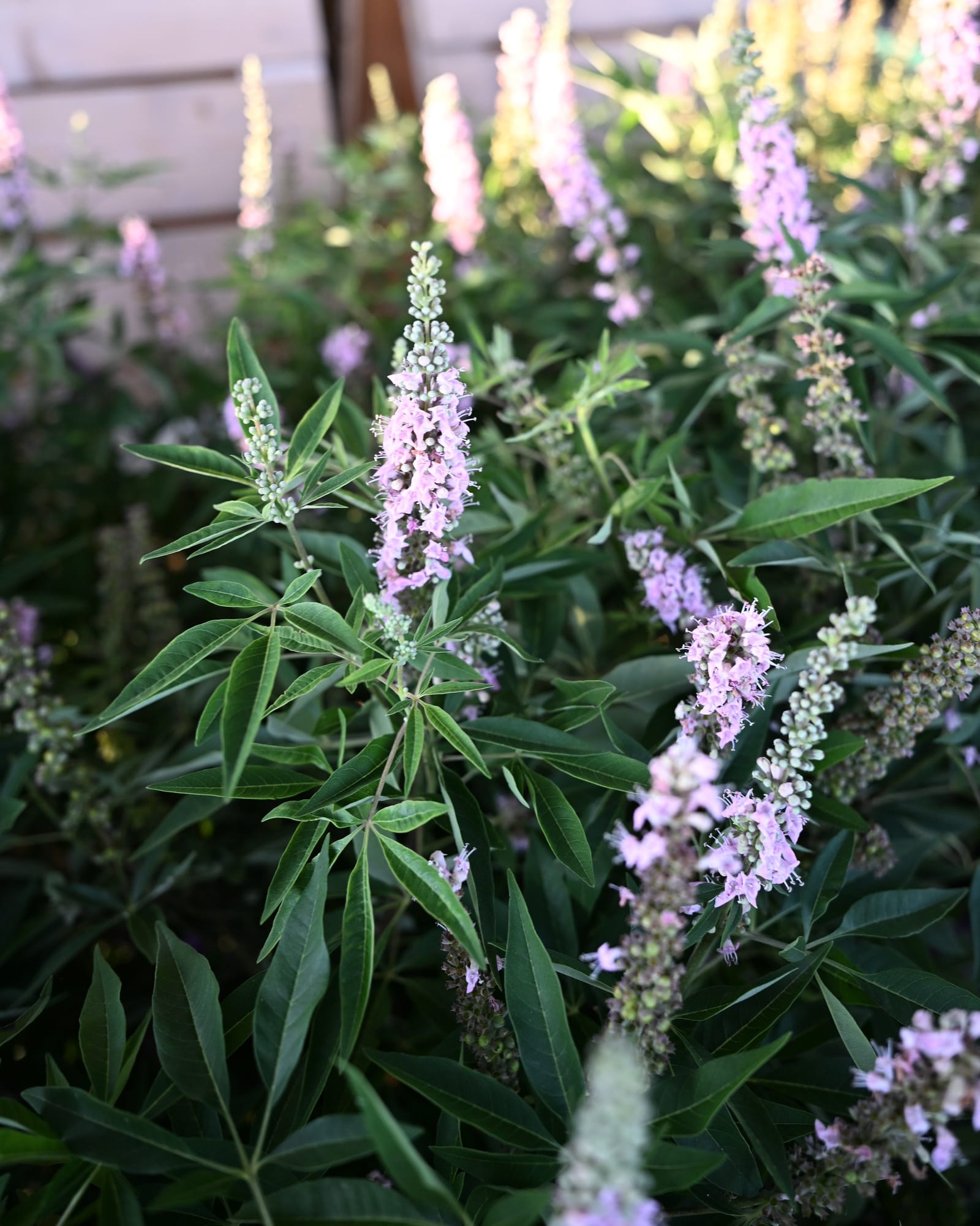 Vitex Galactic Pink - view 3