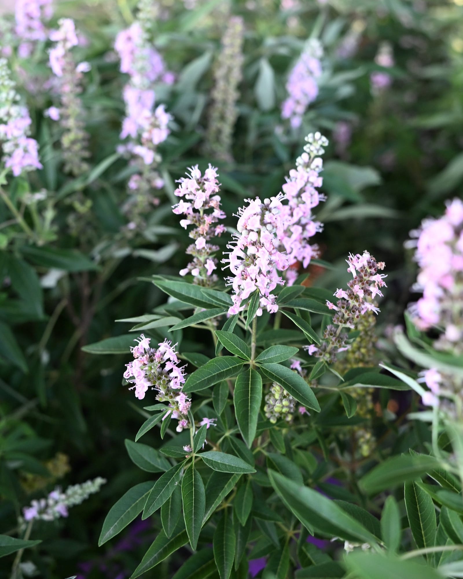 Vitex Galactic Pink - view 4