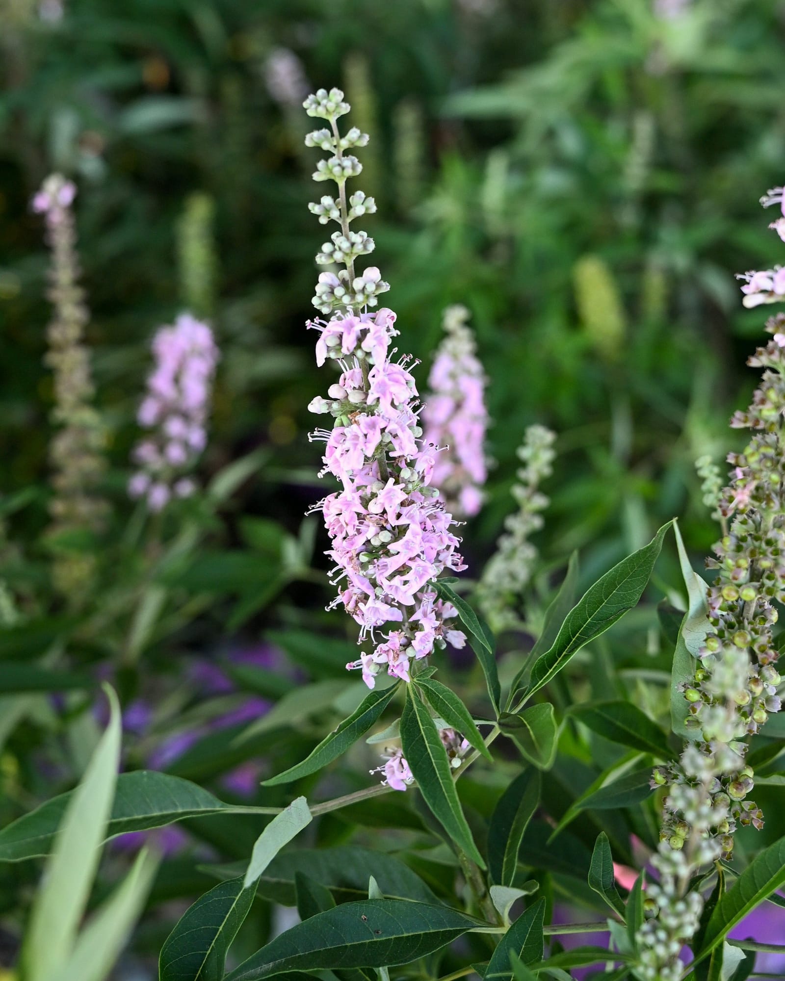 Vitex Galactic Pink - view 5