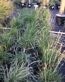 Sideoats Grama thumbnail 5