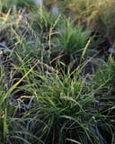 Sideoats Grama thumbnail 1