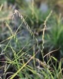 Sideoats Grama thumbnail 2