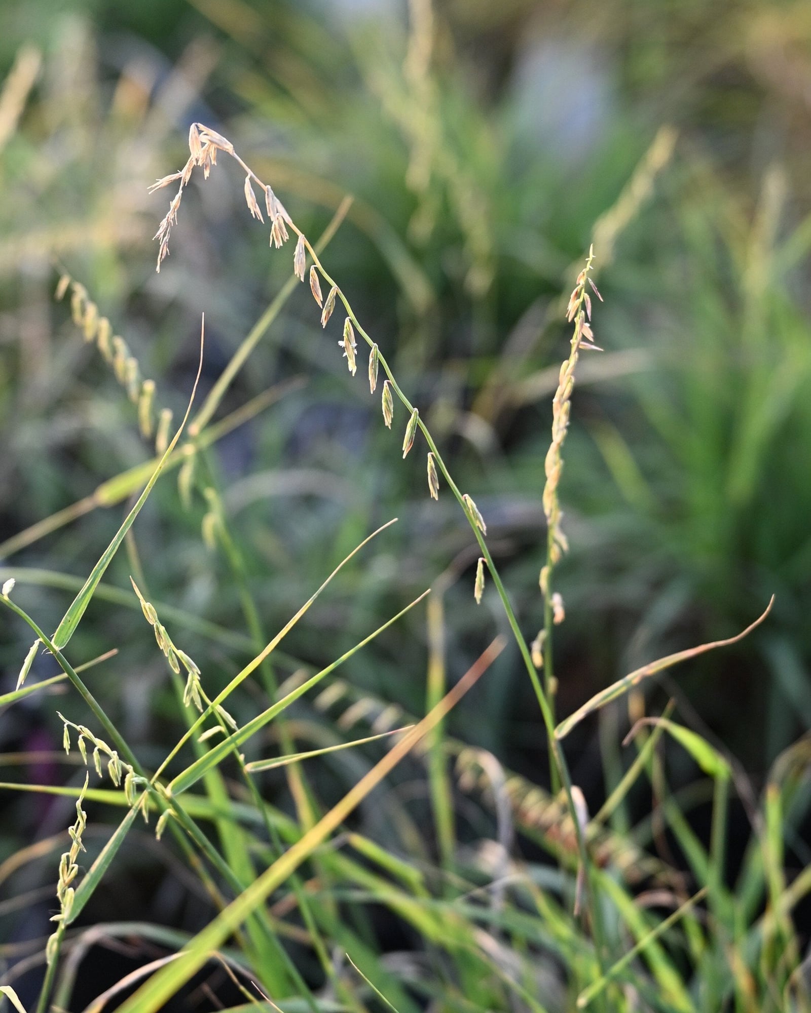 Sideoats Grama - Image 2