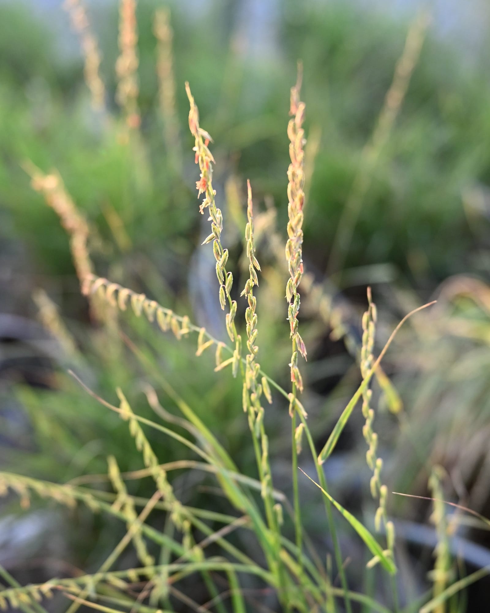 Sideoats Grama - view 5